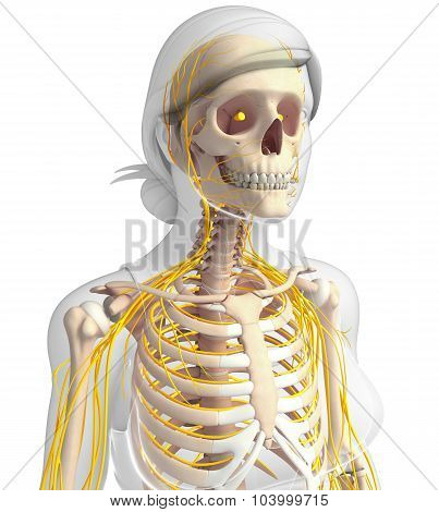 Female Ribcage And Nervous System Artwork