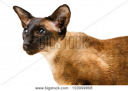 Oriental brown cat on a white background