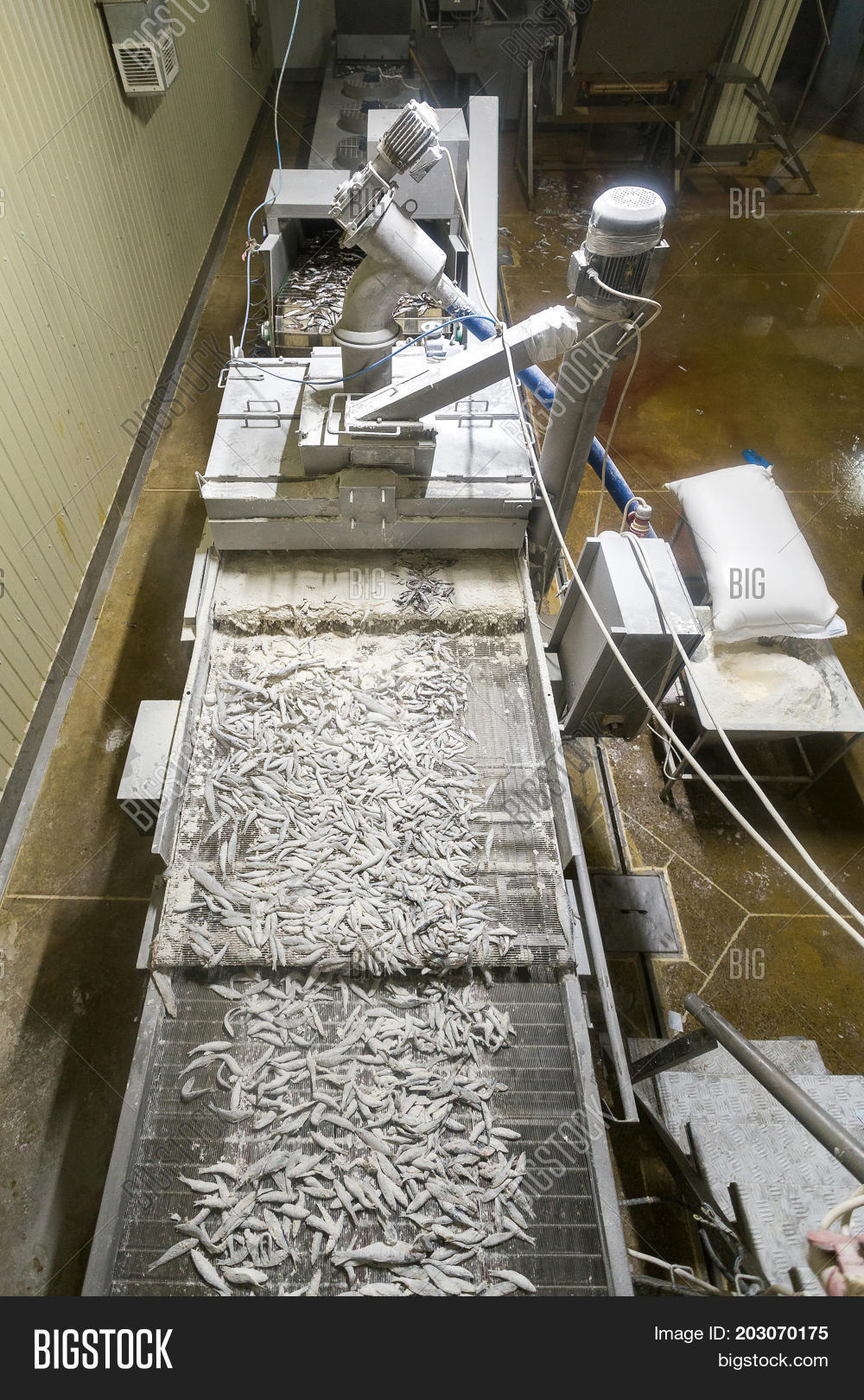 Fish Conveyor, Fish Image & Photo (Free Trial) Bigstock