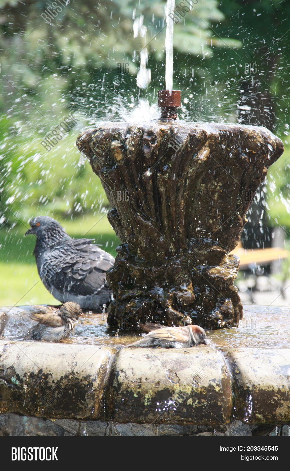 Birds Fountain, Fresh Image & Photo (Free Trial) Bigstock