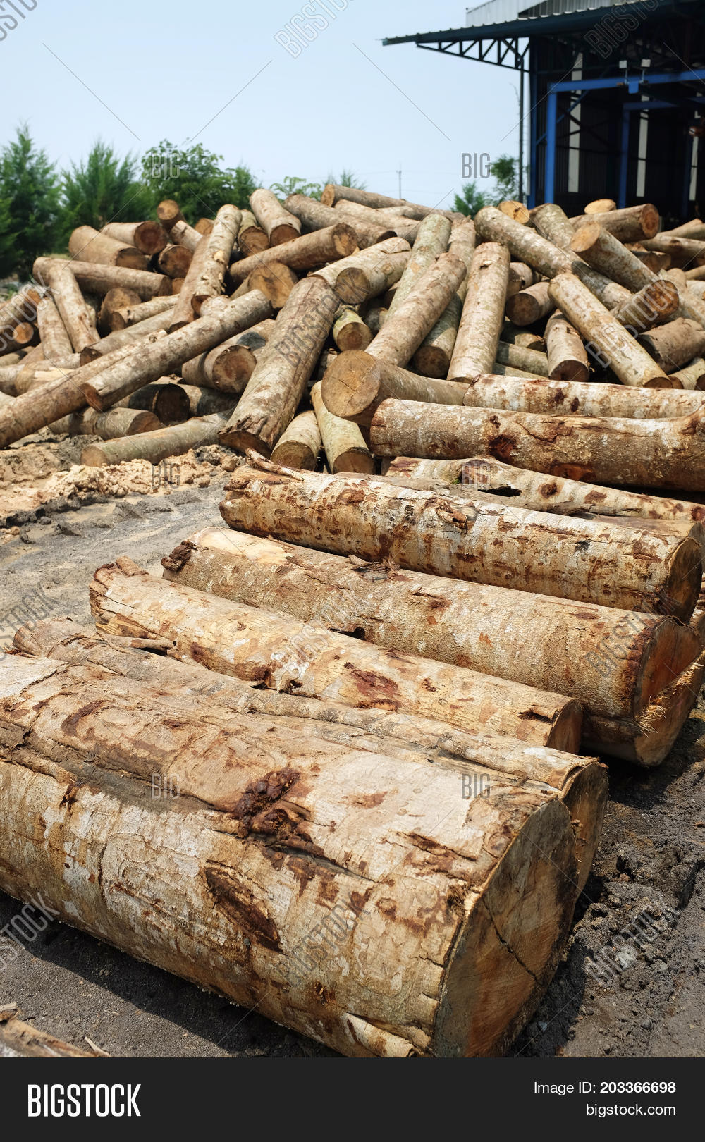 Stock Pile Lumber Logs Image & Photo (Free Trial) Bigstock