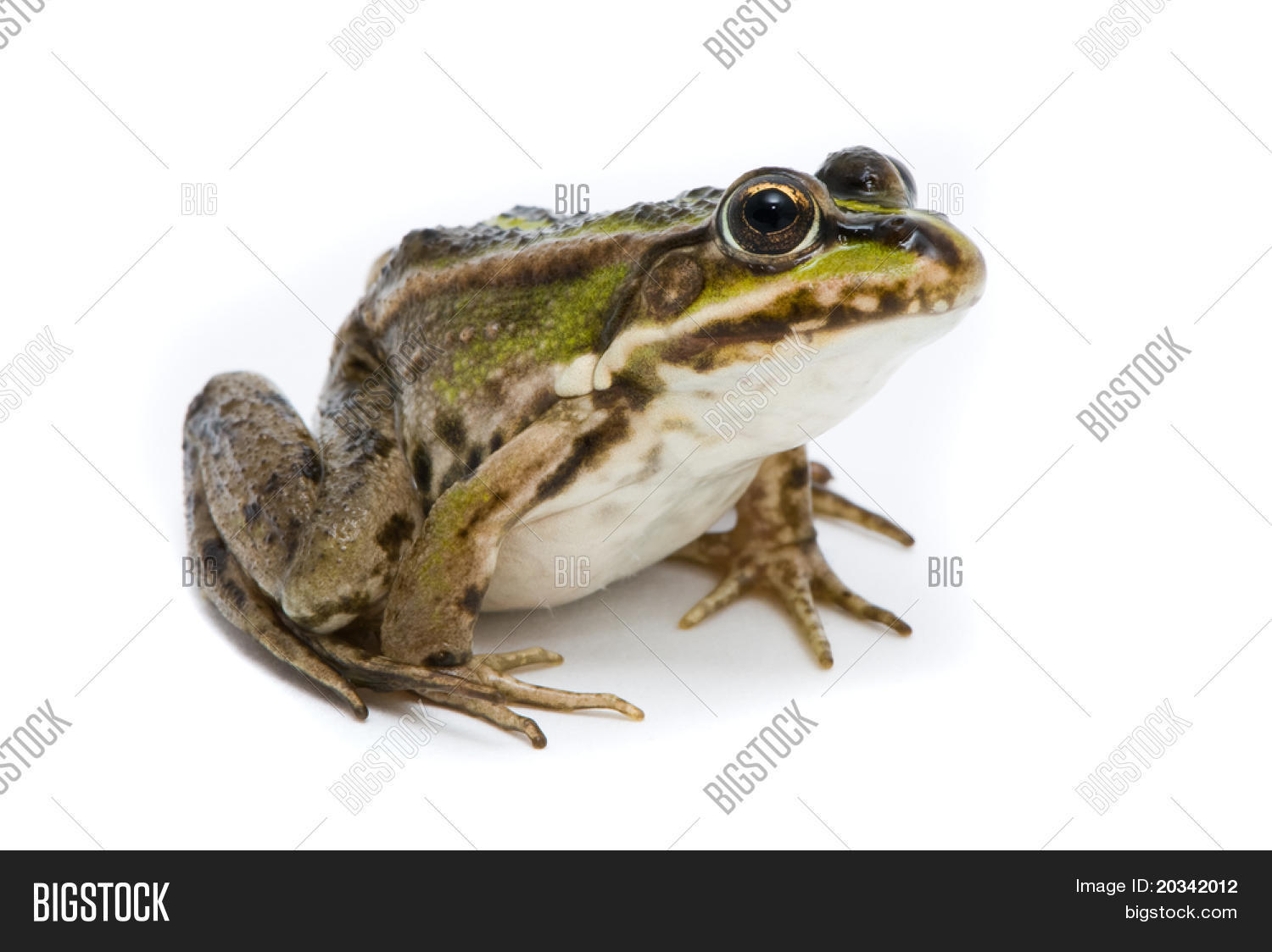 Rana Ridibunda. Frog Image & Photo (Free Trial) | Bigstock