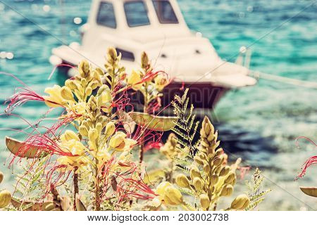 Beautiful freesia flowers and little boat in Maslinica Solta island Croatia. Summer vacation destination. Seasonal natural scene. Red photo filter.