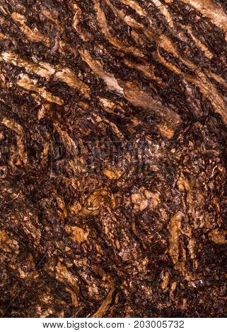 Ruby Wrinkled Bark