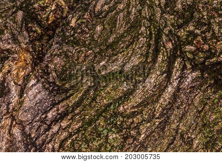 Ruby Wrinkled Bark