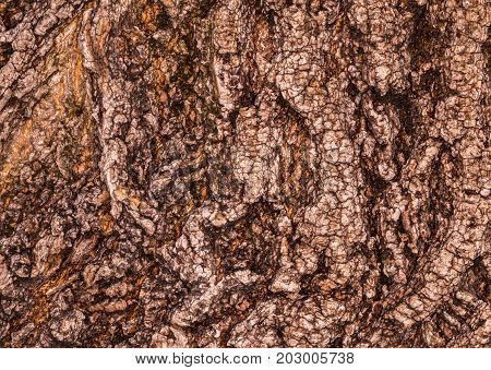 Ruby Wrinkled Bark