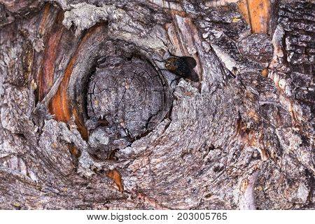 Fly Posed On Pine Bark