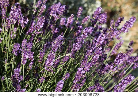 Garden with the flourishing lavender in France