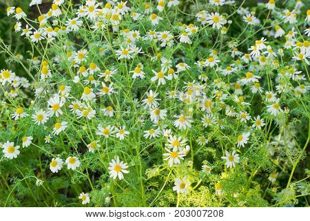 Background of the stalks of blossoming chamomile closeup