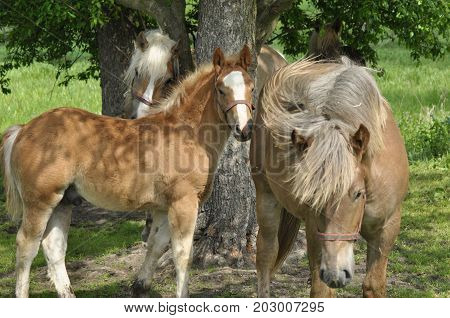 Workhorse. Grazing in the pasture. Meadow in the valley of the Bug.