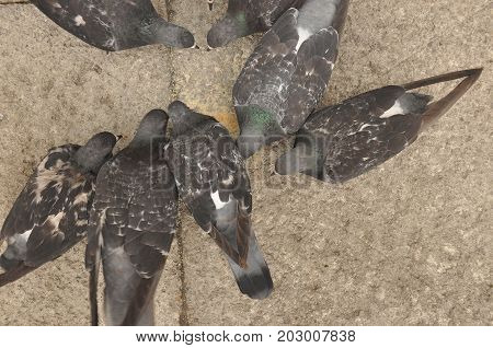 Pigeons donated to St. Mark's Square in Venice