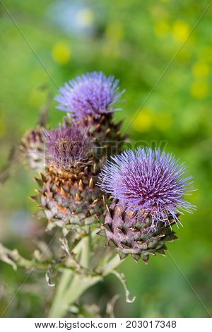 Milk Thistle in full bloom growing in the garden. The plant is used both as medicine and as a health diet supplement. Silybum Marianum