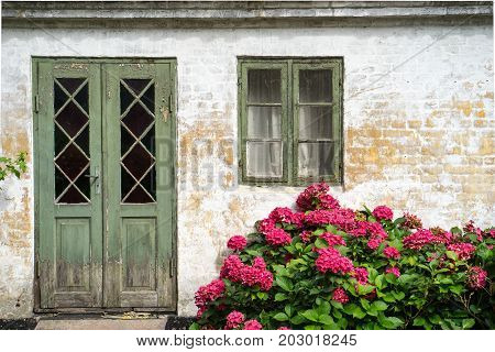 Hydrangea in splendid red bloom growing up in front of old building with green cracked painted window and door