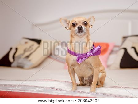 the groom of a chihuahua dog is waiting for his bride.