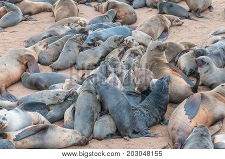 A creche of Cape Fur Seal pups Arctocephalus pusillus at Cape Cross on the Skeleton Coast of Namibia