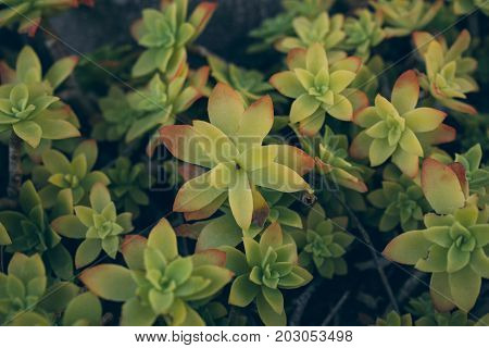 Succulents texture and background. Green leaves texture and background. Macro view of green succulents plant. Abstract texture & background for designers. Organic texture. Natural pattern.