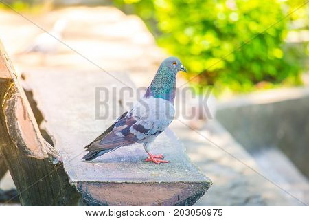 The bird is rel on a chairBird is relaxation in gardenCute of dove