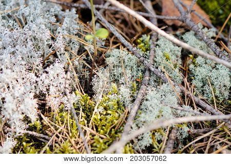 litter of needles, grass and colored moss