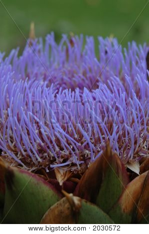 Artiskok Blossum