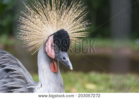 The black crowned crane (Balearica pavonina) is a bird in the crane family Gruidae.