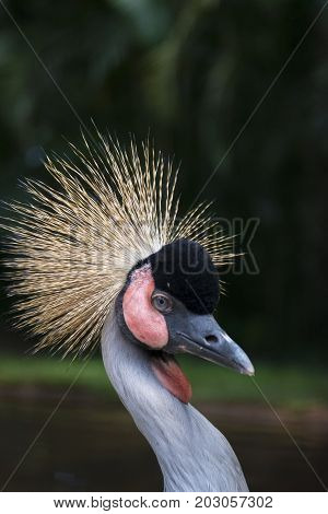 The black crowned crane (Balearica pavonina) is a bird in the crane family Gruidae.