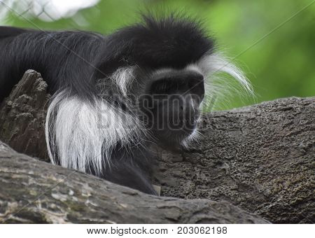 Mantled colobus monkey laying down across a tree trunk.