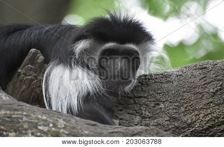 Adorable mantled guereza monkey laying on the trunk of a tree.