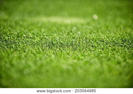 big green golf course closeup. selective focus