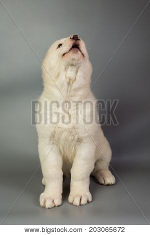 White Puppy Alabai On A Gray Background, Studio