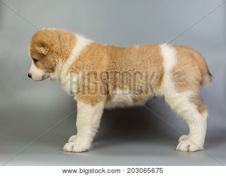 Brown And White Puppy Alabai On A Gray Background, Studio