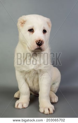 White Puppy Alabai On A Gray Background, Studio