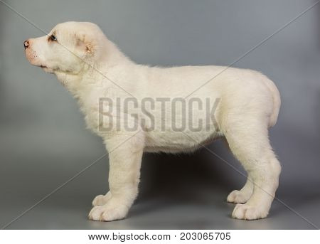 White Puppy Alabai On A Gray Background, Studio