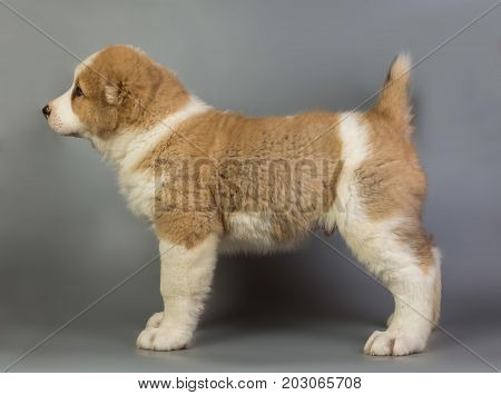Brown And White Puppy Alabai On A Gray Background, Studio