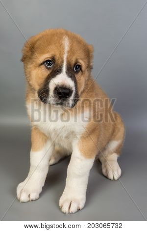 Brown And White Puppy Alabai On A Gray Background, Studio