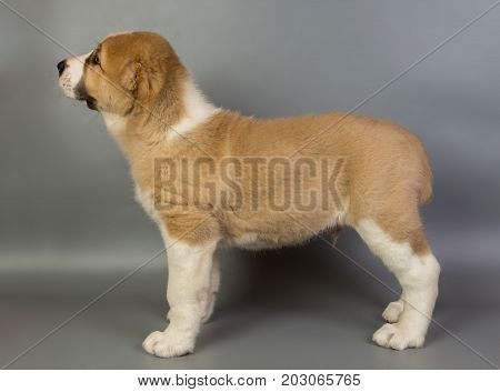 Brown And White Puppy Alabai On A Gray Background, Studio