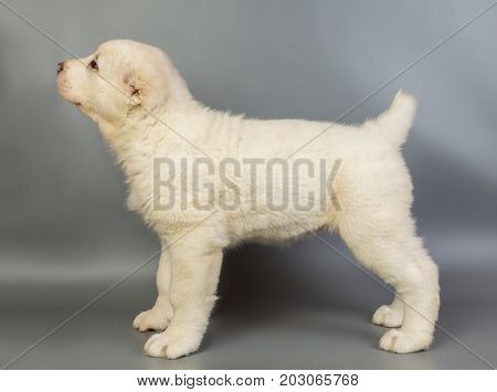 White Puppy Alabai On A Gray Background, Studio
