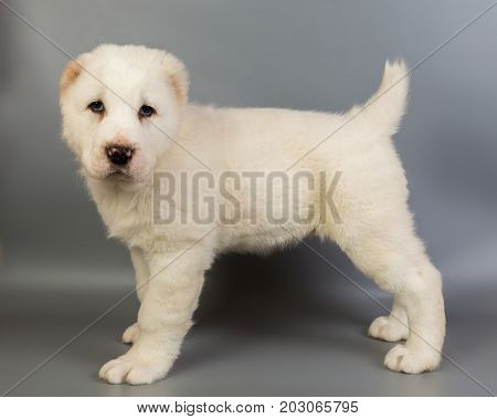 White Puppy Alabai On A Gray Background, Studio