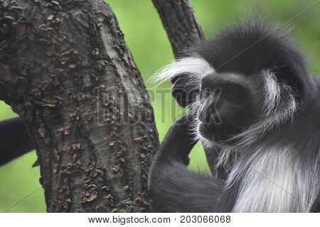 Cute mantled colobus monkey climbing up a tree.