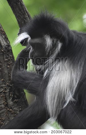 Black and white colobus monkey sitting and resting in the crook of a tree.