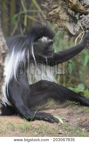 Colobus monkey sitting in the dirt under a tree.