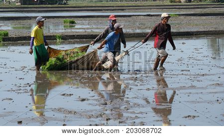 DAVAO ORIENTAL, PHILIPPINES--Ricefield workers pulling the rice seedlings through the muddy fields ready for planting in Banay-banay, Davao Oriental, southern Philippines. Photo taken in March 2016.