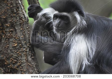 Guereza monkey sitting in a tree with his feet up.