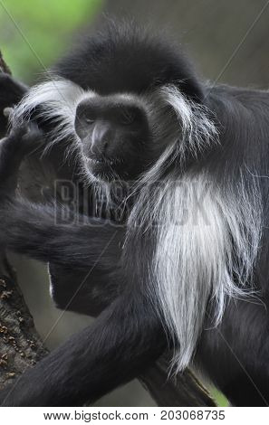 Amazing close-up of a black and white colobus monkey.