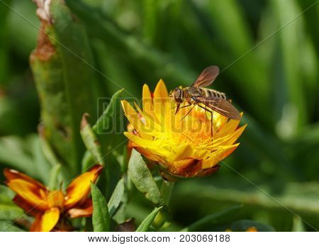 Yellow flower with a bumble bee sucking on the nectar, with blurred leaves in the background