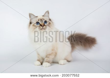 Sacred Birman Cat, Birma Isolated On A White Background, Studio Photo