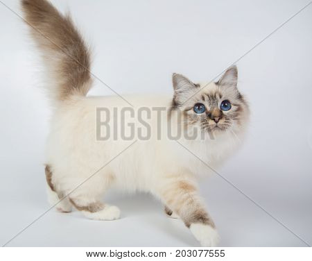 Sacred Birman Cat, Birma Isolated On A White Background, Studio Photo