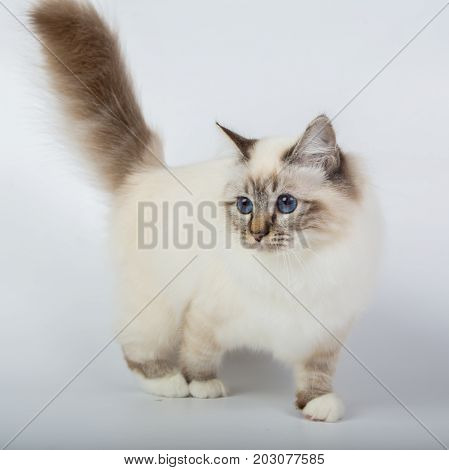 Sacred Birman Cat, Birma Isolated On A White Background, Studio Photo