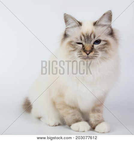 Sacred Birman Cat, Birma Isolated On A White Background, Studio Photo