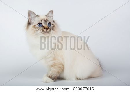 Sacred Birman Cat, Birma Isolated On A White Background, Studio Photo