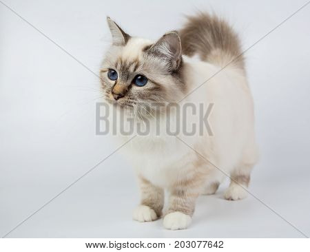 Sacred Birman Cat, Birma Isolated On A White Background, Studio Photo